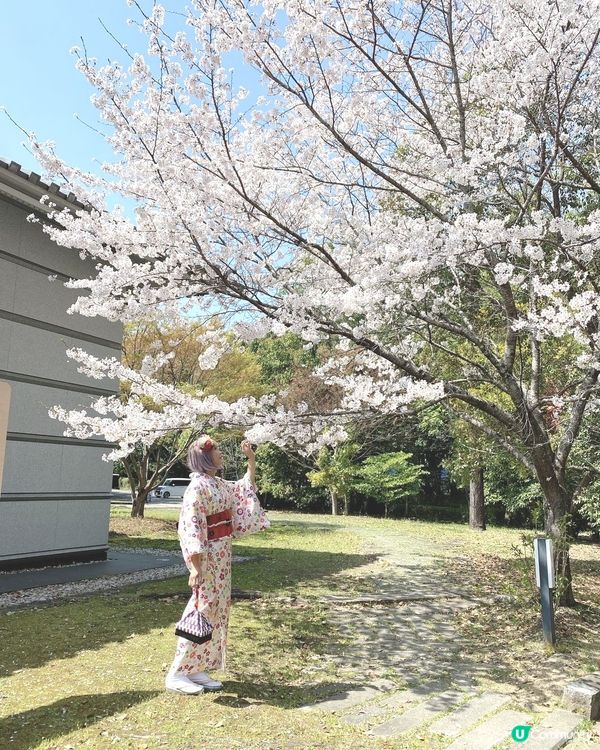 ［日本旅遊］櫻花季（關西地區：明日香、飛鳥附近）