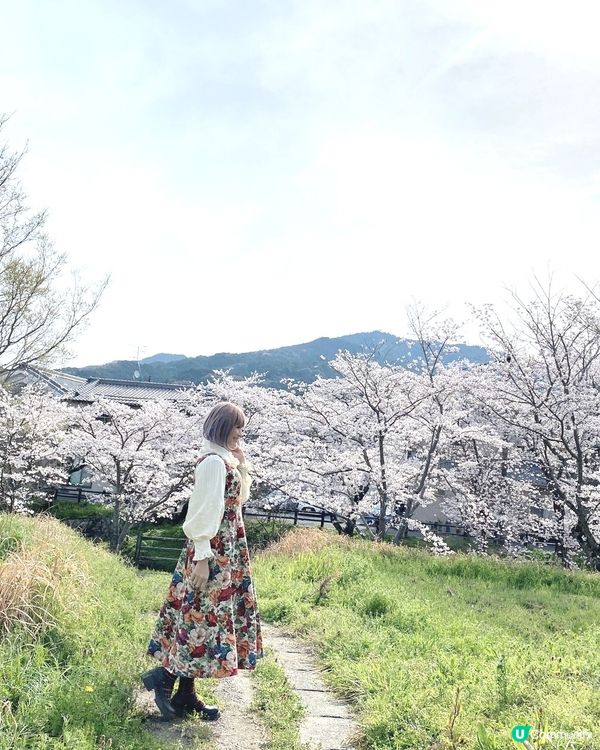 ［日本旅遊］櫻花季（關西地區：明日香、飛鳥附近）