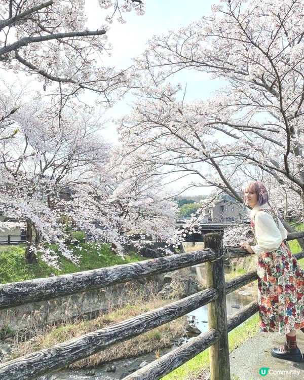 ［日本旅遊］櫻花季（關西地區：明日香、飛鳥附近）