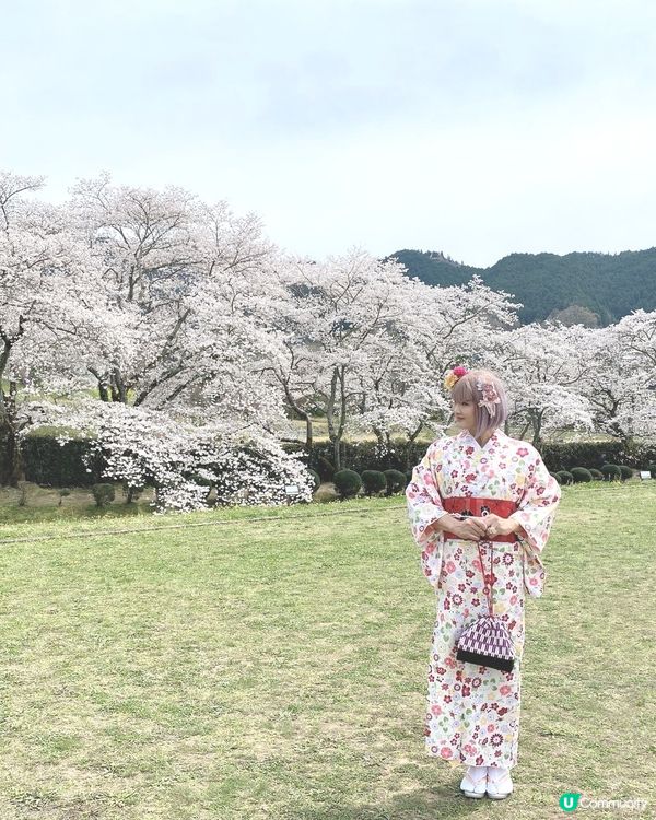 ［日本旅遊］櫻花季（關西地區：明日香、飛鳥附近）