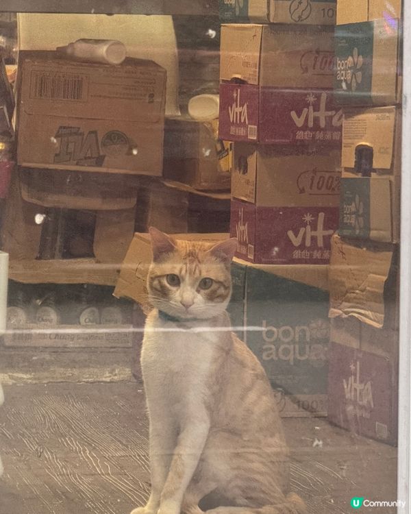 深水埗區 - 貓貓