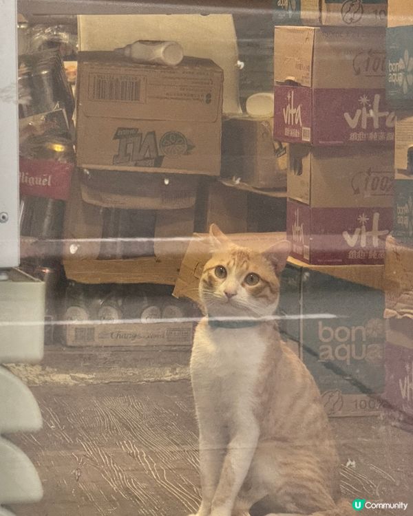 深水埗區 - 貓貓