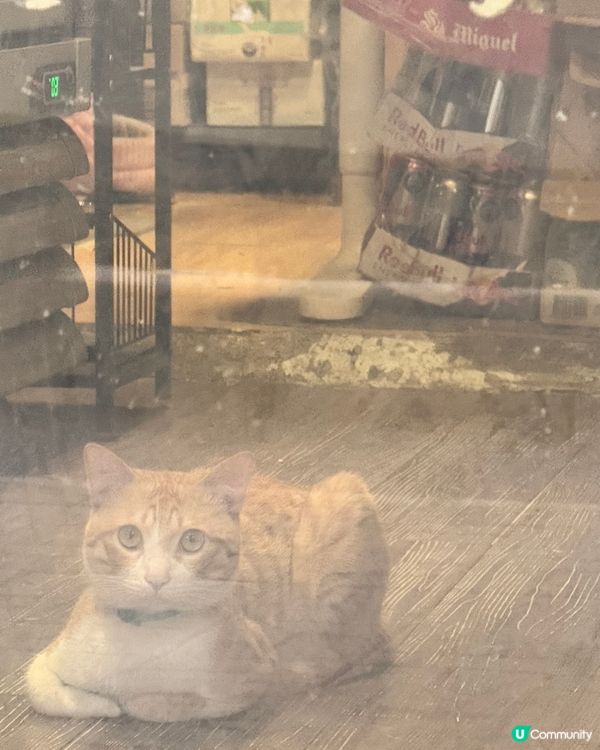 深水埗區 - 貓貓