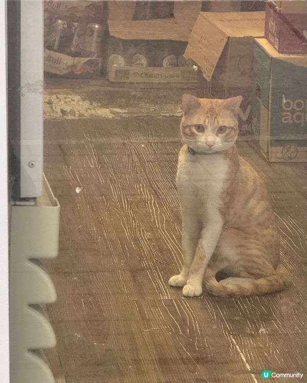 深水埗區 - 貓貓