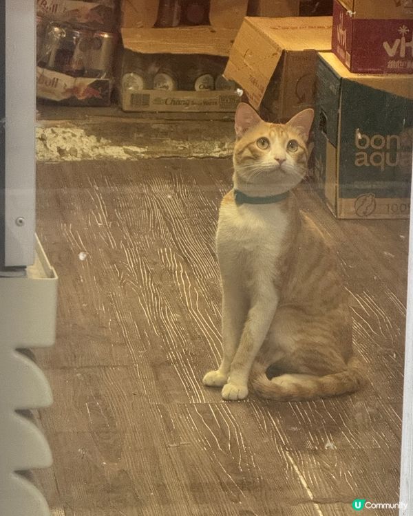 深水埗區 - 貓貓