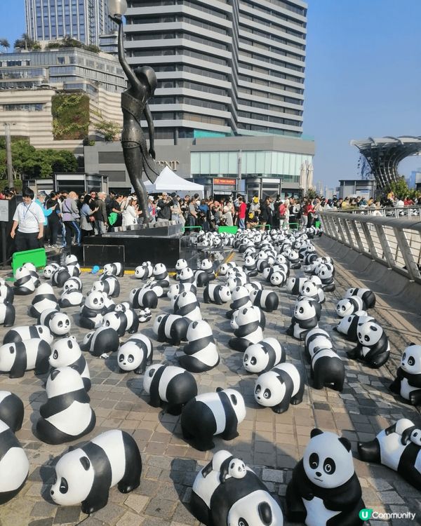 尖沙咀的日與夜！白天有過百隻熊貓睇，晚上可以睇燈飾。 #偽素...