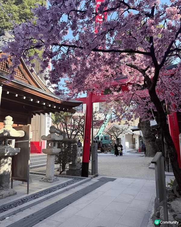 最鍾意影相同周圍去，睇過紅葉銀杏，最近睇埋櫻花，想再去睇雪睇...
