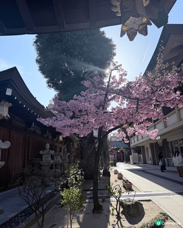 最鍾意影相同周圍去，睇過紅葉銀杏，最近睇埋櫻花，想再去睇雪睇...