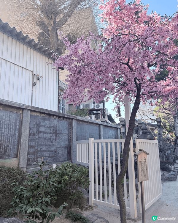 最鍾意影相同周圍去，睇過紅葉銀杏，最近睇埋櫻花，想再去睇雪睇...
