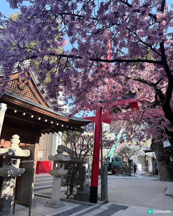 最鍾意影相同周圍去，睇過紅葉銀杏，最近睇埋櫻花，想再去睇雪睇...