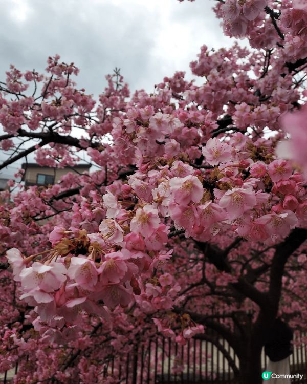 日本之行，这个时候值得去，天桥立景点靓，岚山丰景美丽如画，神...