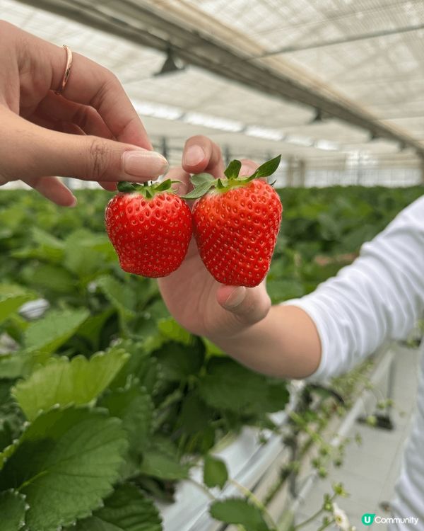 這次旅行我選擇了日本的沖繩作為目的地，帶回了一些非常特別的手...