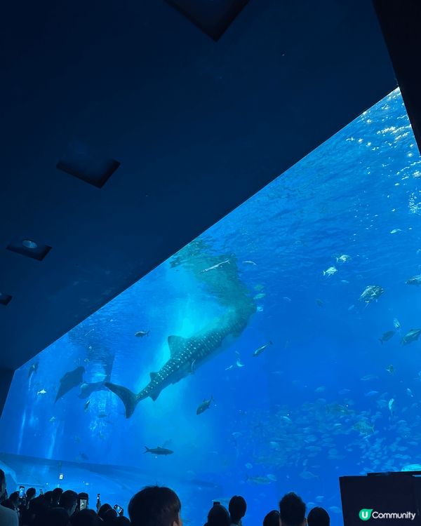 🏖️ 沖繩水族館（美ら海水族館）位於沖繩北部，讓人近距離感受...