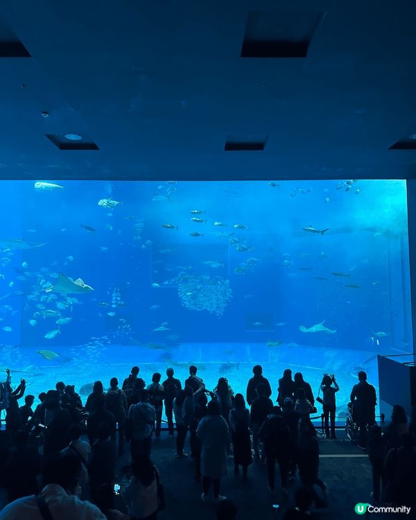 🏖️ 沖繩水族館（美ら海水族館）位於沖繩北部，讓人近距離感受...