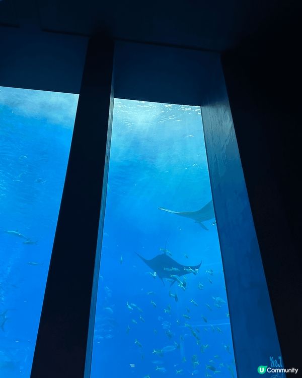 🏖️ 沖繩水族館（美ら海水族館）位於沖繩北部，讓人近距離感受...