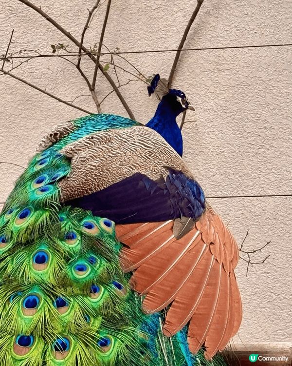 在內地普寧市行行逛逛，到龍華寺上香拜拜祈求身體健康，出入平安...