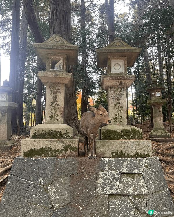 以上相片拍攝於日本東京和大阪，全部都是著名景點和遊日必吃的美...
