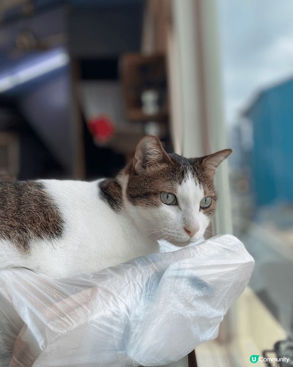 這是在台灣小琉球的照片，去的月份為5月。夏天 天氣炎熱 間中...