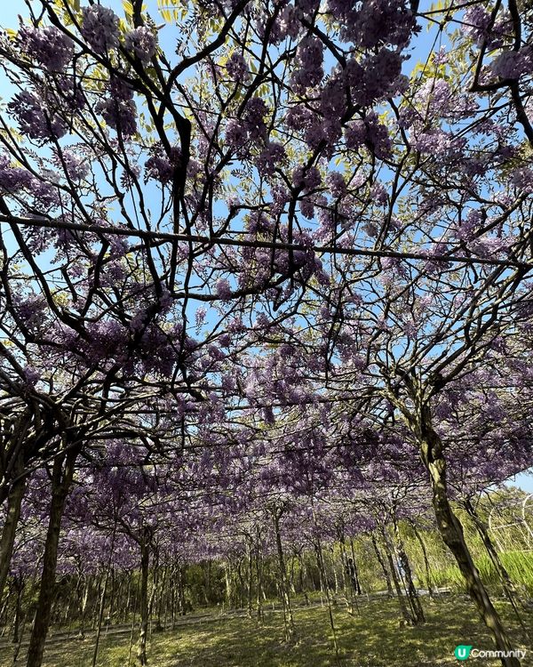 尋日3/25 紫藤花正式盛開@台北淡水紫藤花園二號園區