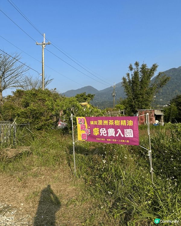 尋日3/25 紫藤花正式盛開@台北淡水紫藤花園二號園區