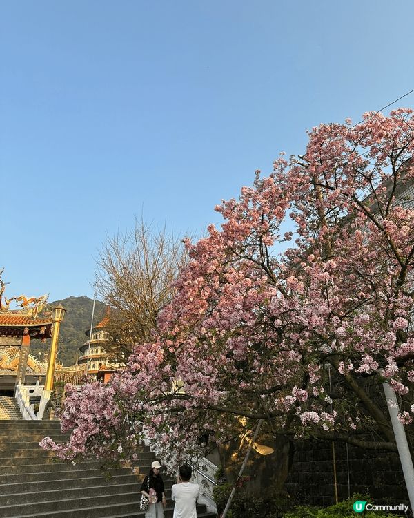 尋日3/25 紫藤花正式盛開@台北淡水紫藤花園二號園區