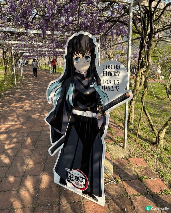 尋日3/25 紫藤花正式盛開@台北淡水紫藤花園二號園區