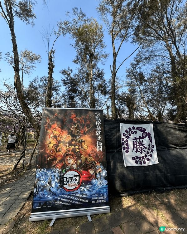尋日3/25 紫藤花正式盛開@台北淡水紫藤花園二號園區