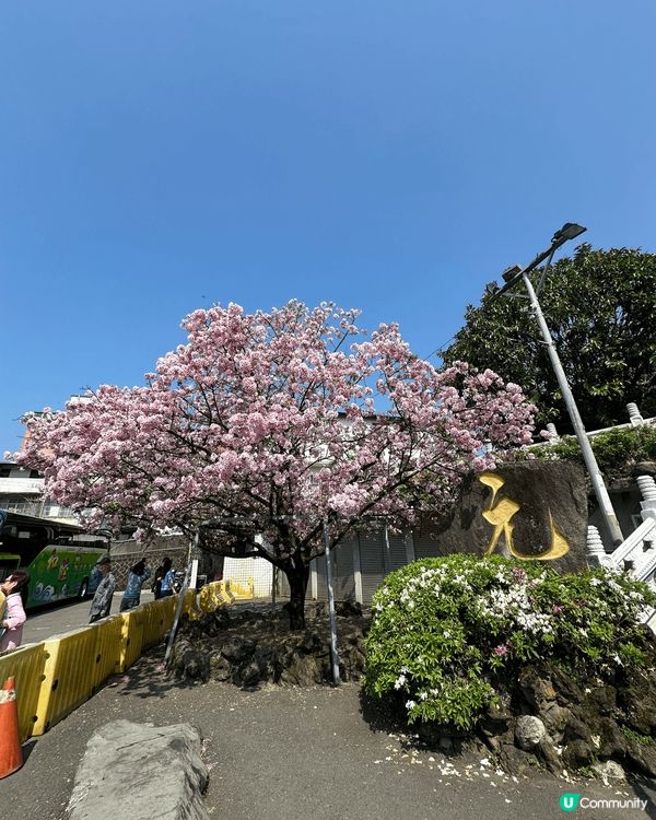 尋日3/25 紫藤花正式盛開@台北淡水紫藤花園二號園區