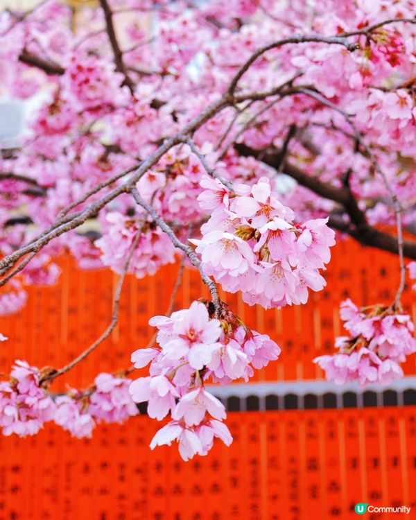 嵐山隱世賞樱秘境🌸藝能界神社⛩️車折神社⛩️