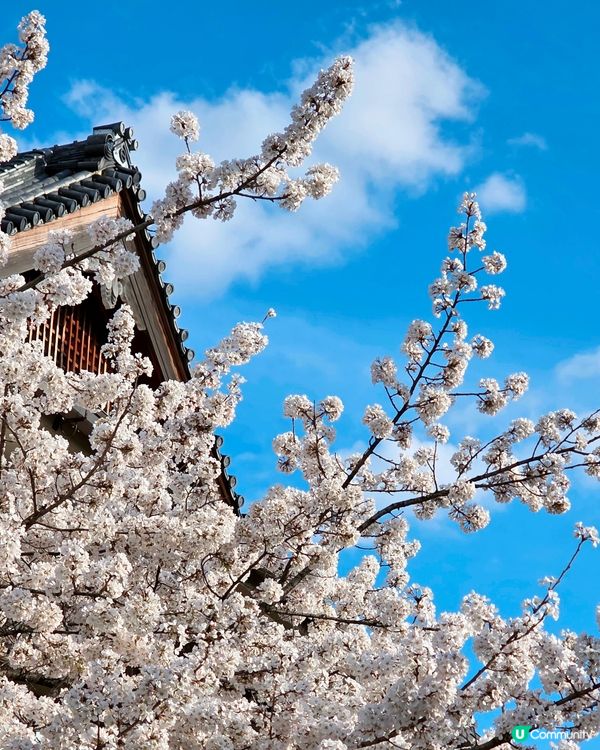 嵐山隱世賞樱秘境🌸藝能界神社⛩️車折神社⛩️