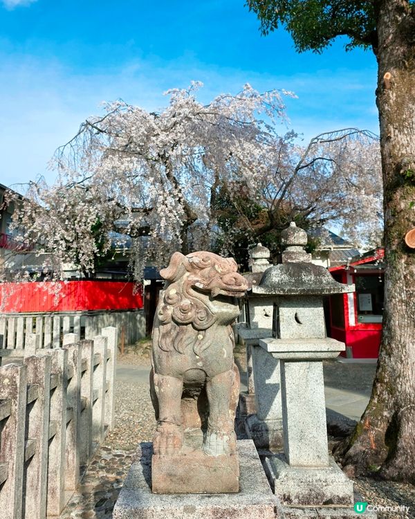 嵐山隱世賞樱秘境🌸藝能界神社⛩️車折神社⛩️