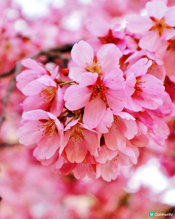 嵐山隱世賞樱秘境🌸藝能界神社⛩️車折神社⛩️
