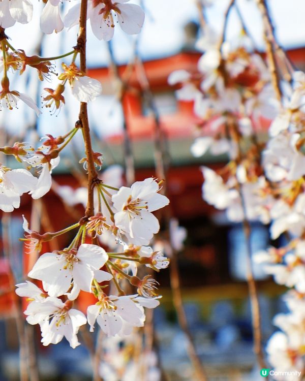 嵐山隱世賞樱秘境🌸藝能界神社⛩️車折神社⛩️