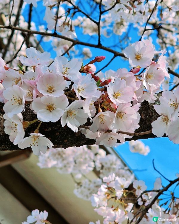 嵐山隱世賞樱秘境🌸藝能界神社⛩️車折神社⛩️