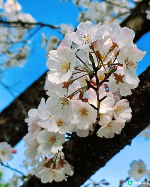 嵐山隱世賞樱秘境🌸藝能界神社⛩️車折神社⛩️