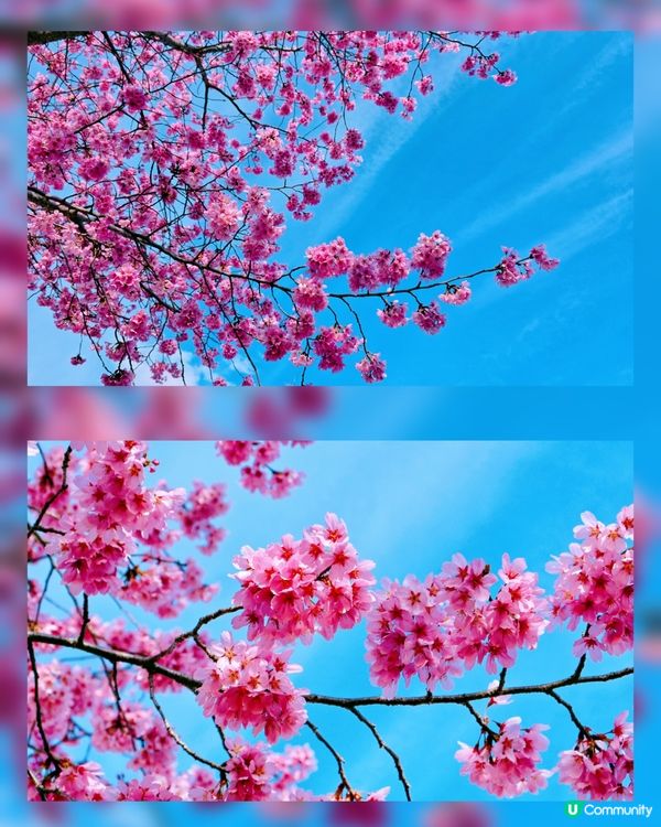 嵐山隱世賞樱秘境🌸藝能界神社⛩️車折神社⛩️