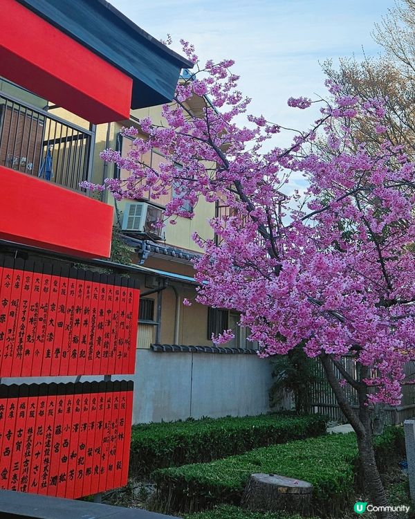 嵐山隱世賞樱秘境🌸藝能界神社⛩️車折神社⛩️