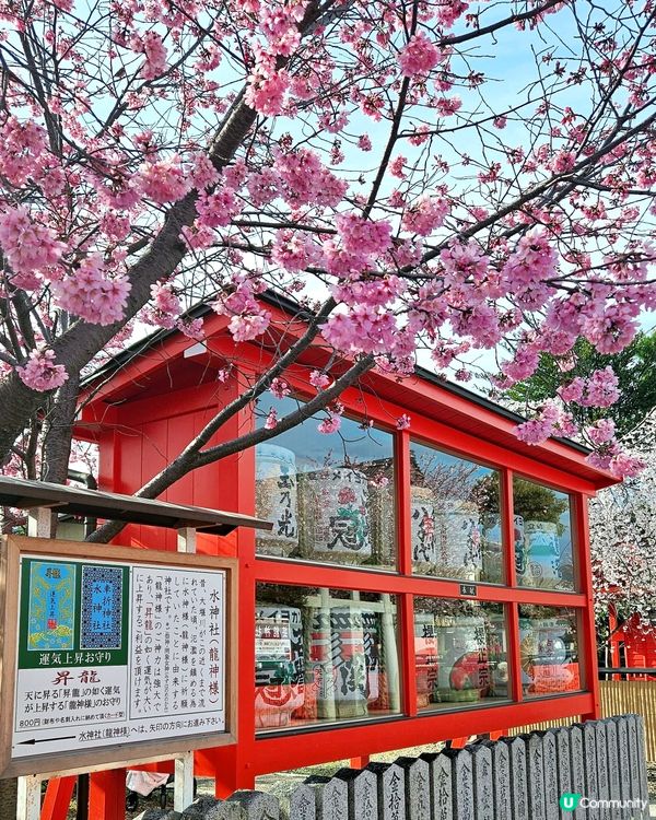 嵐山隱世賞樱秘境🌸藝能界神社⛩️車折神社⛩️