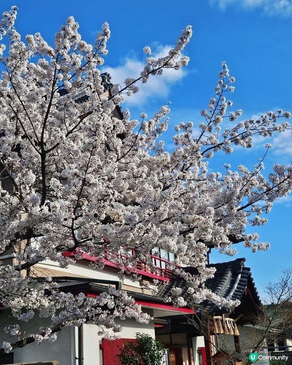 嵐山隱世賞樱秘境🌸藝能界神社⛩️車折神社⛩️