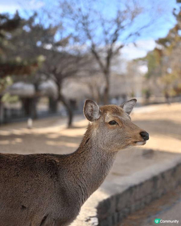 這組圖片展現出日本旅遊的多樣性和魅力。第一張圖片拍攝的是一處...