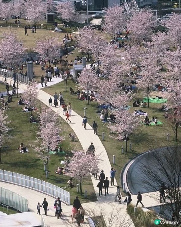  白山公園🌸櫻花初見，週末盛放！😍