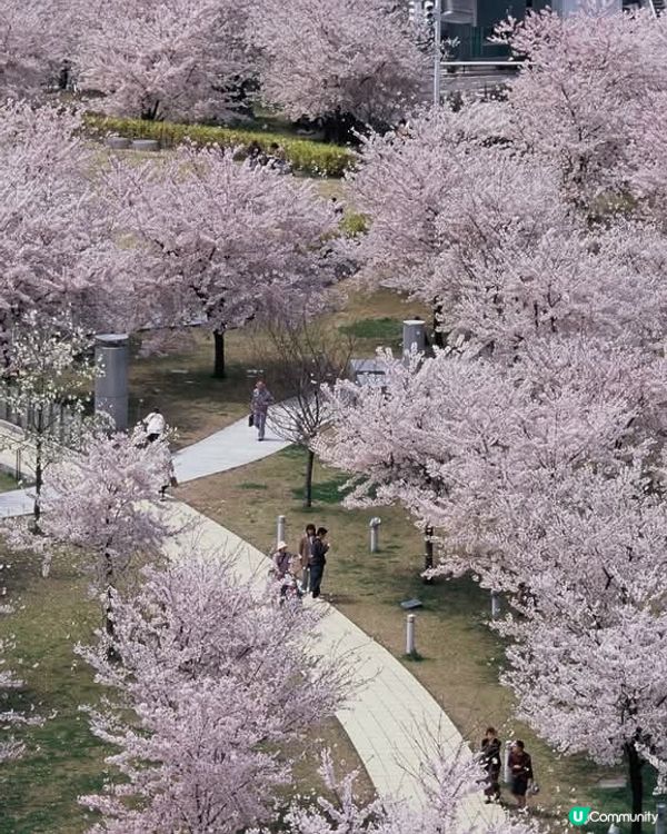  白山公園🌸櫻花初見，週末盛放！😍