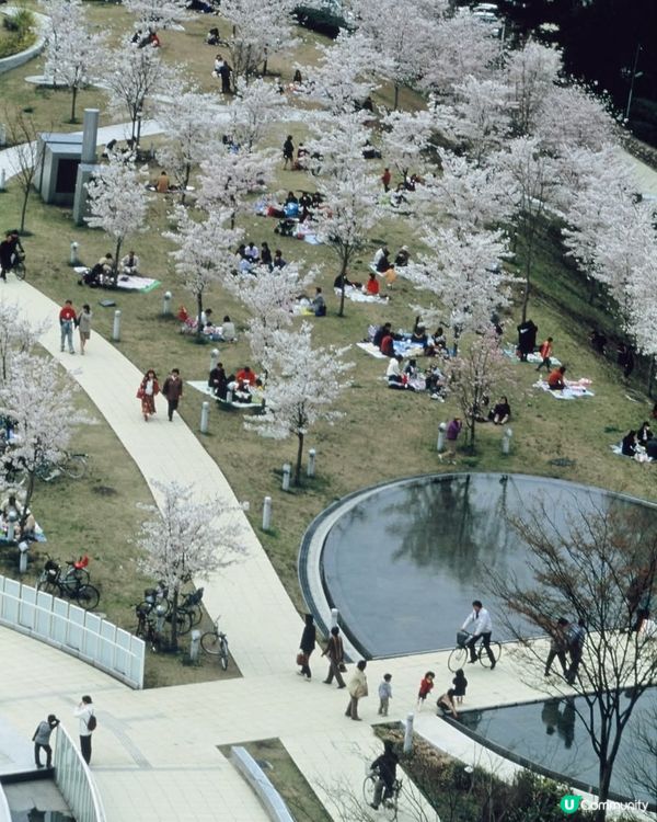  白山公園🌸櫻花初見，週末盛放！😍