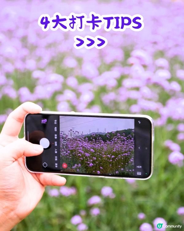 深圳馬鞭草公園打卡普羅旺斯般夢幻紫色花海😍免費入場！8000平方米‼️