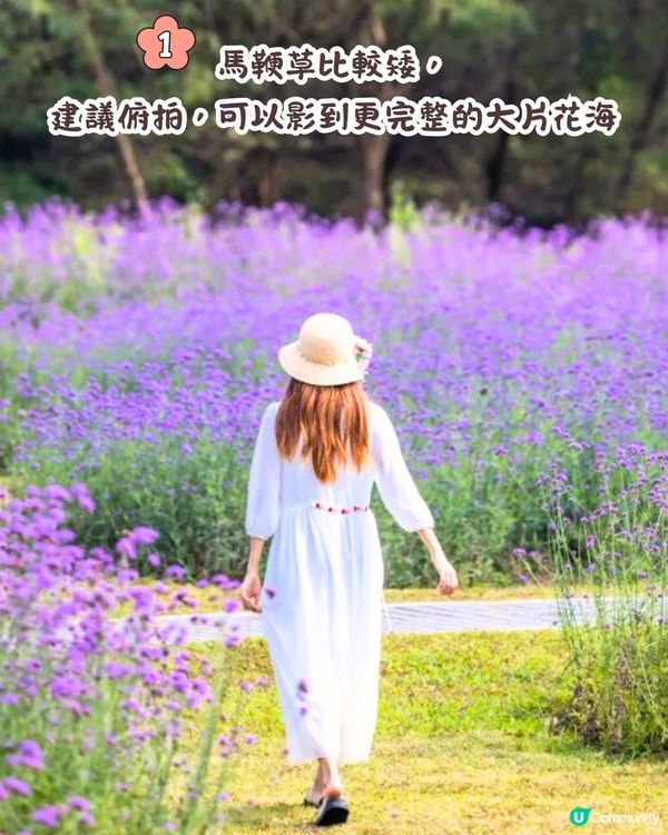 深圳馬鞭草公園打卡普羅旺斯般夢幻紫色花海😍免費入場！8000平方米‼️