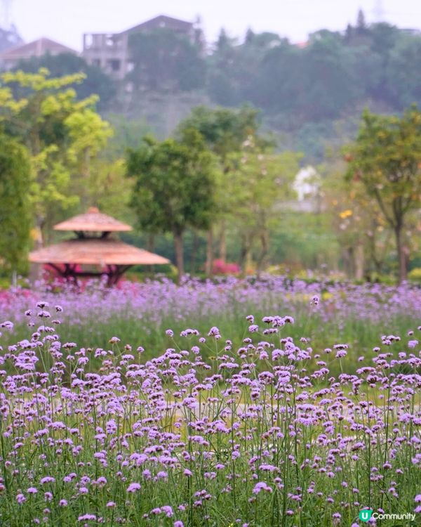 深圳馬鞭草公園打卡普羅旺斯般夢幻紫色花海😍免費入場！8000平方米‼️