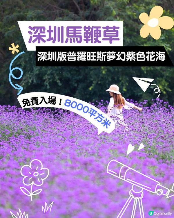 深圳馬鞭草公園打卡普羅旺斯般夢幻紫色花海😍免費入場！8000平方米‼️
