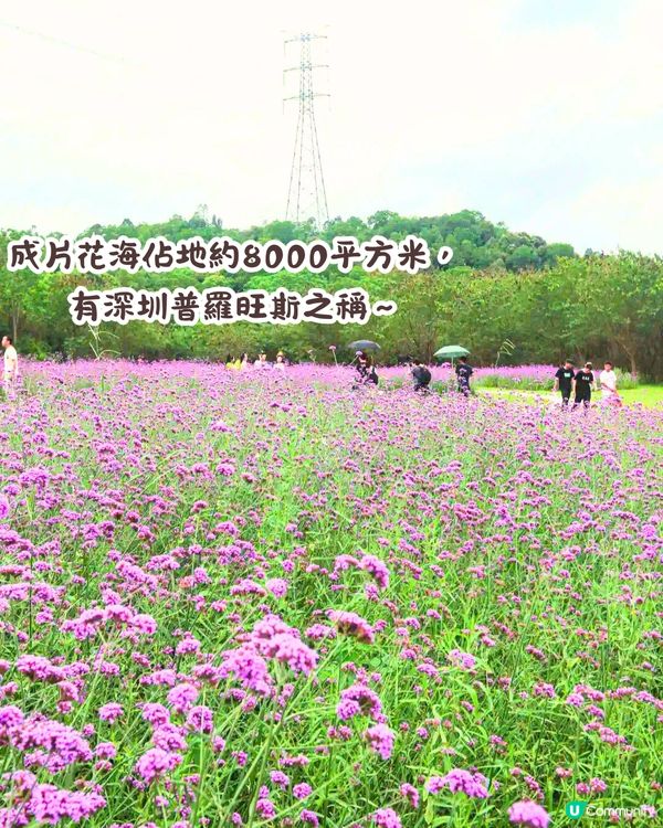 深圳馬鞭草公園打卡普羅旺斯般夢幻紫色花海😍免費入場！8000平方米‼️