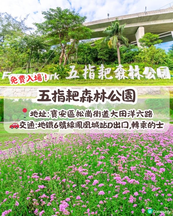深圳馬鞭草公園打卡普羅旺斯般夢幻紫色花海😍免費入場！8000平方米‼️