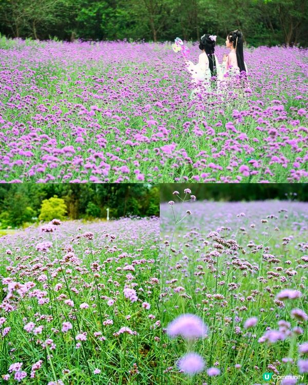 深圳馬鞭草公園打卡普羅旺斯般夢幻紫色花海😍免費入場！8000平方米‼️